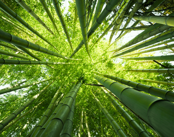 Looking up through the bamboo